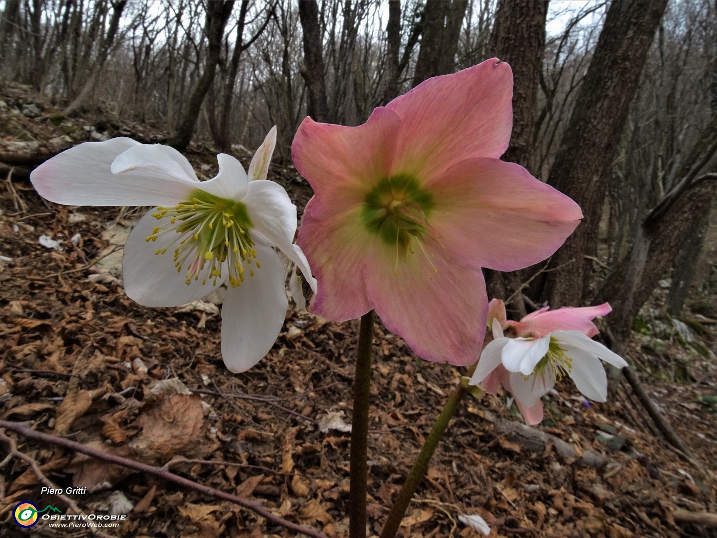 63 Rose di Natale - Ellebori - (Helleborus niger).JPG